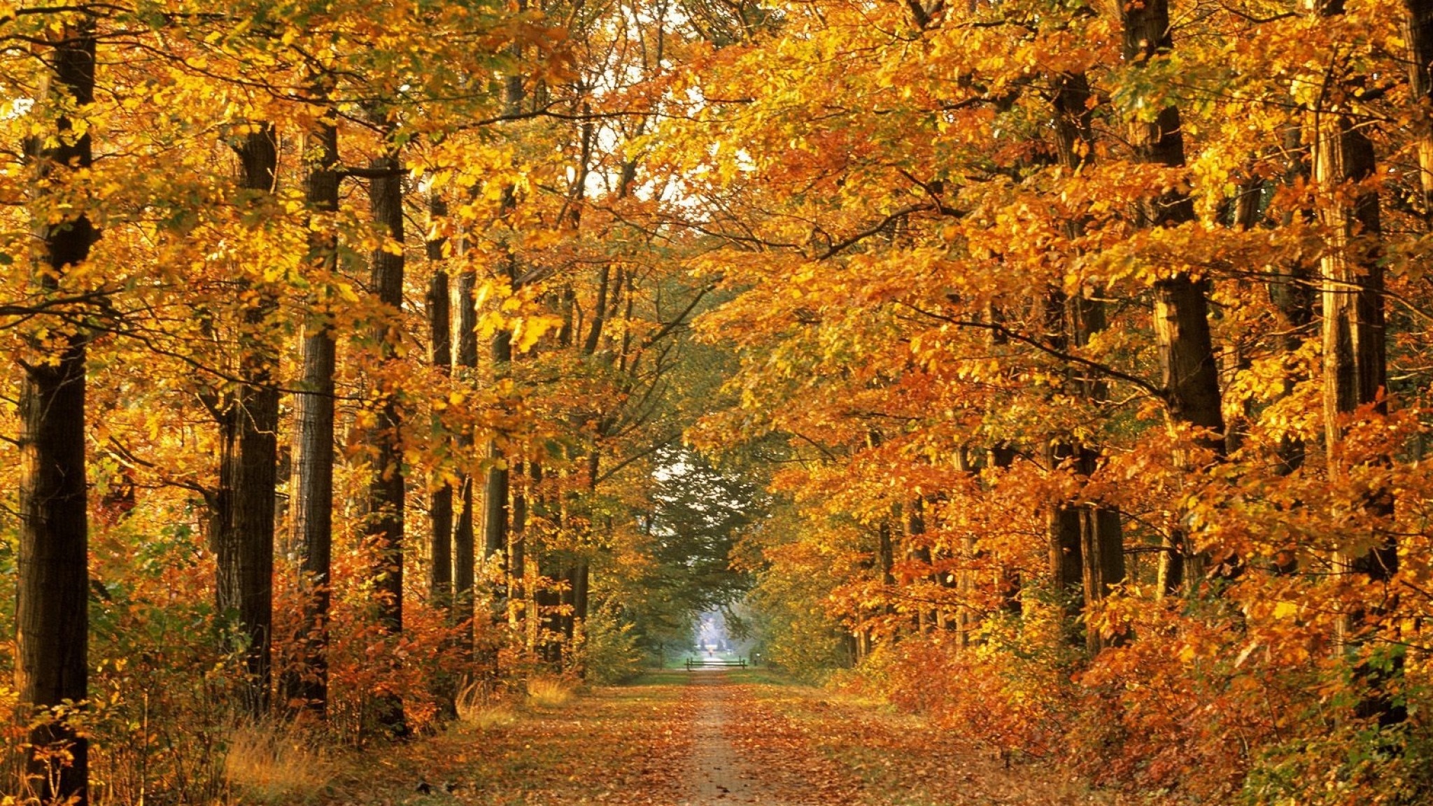 Wallpaper road, autumn, trees, avenue, leaf fall, october, way
