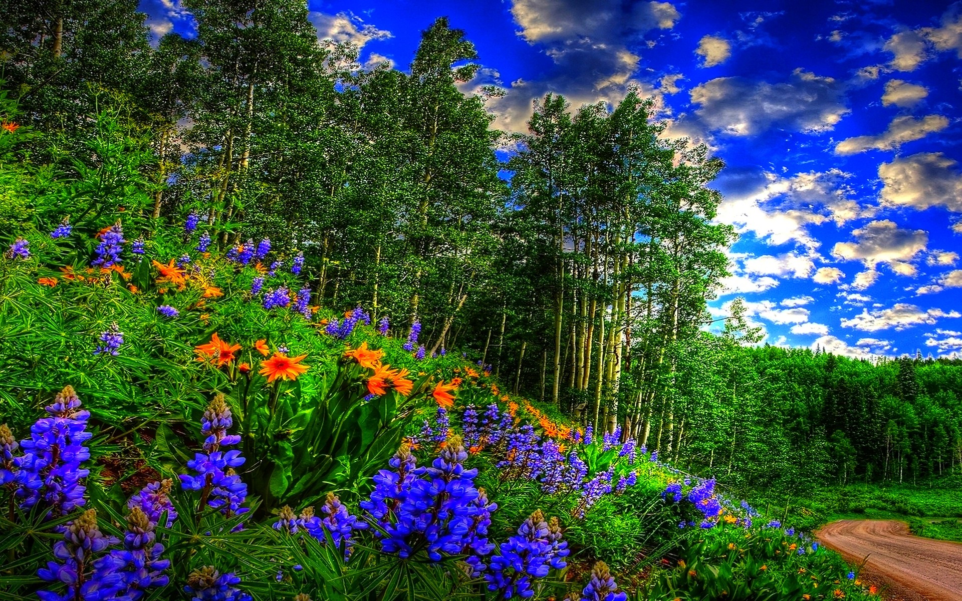 Spring Forest Wallpaper Spring Forest Wallpaper Spring