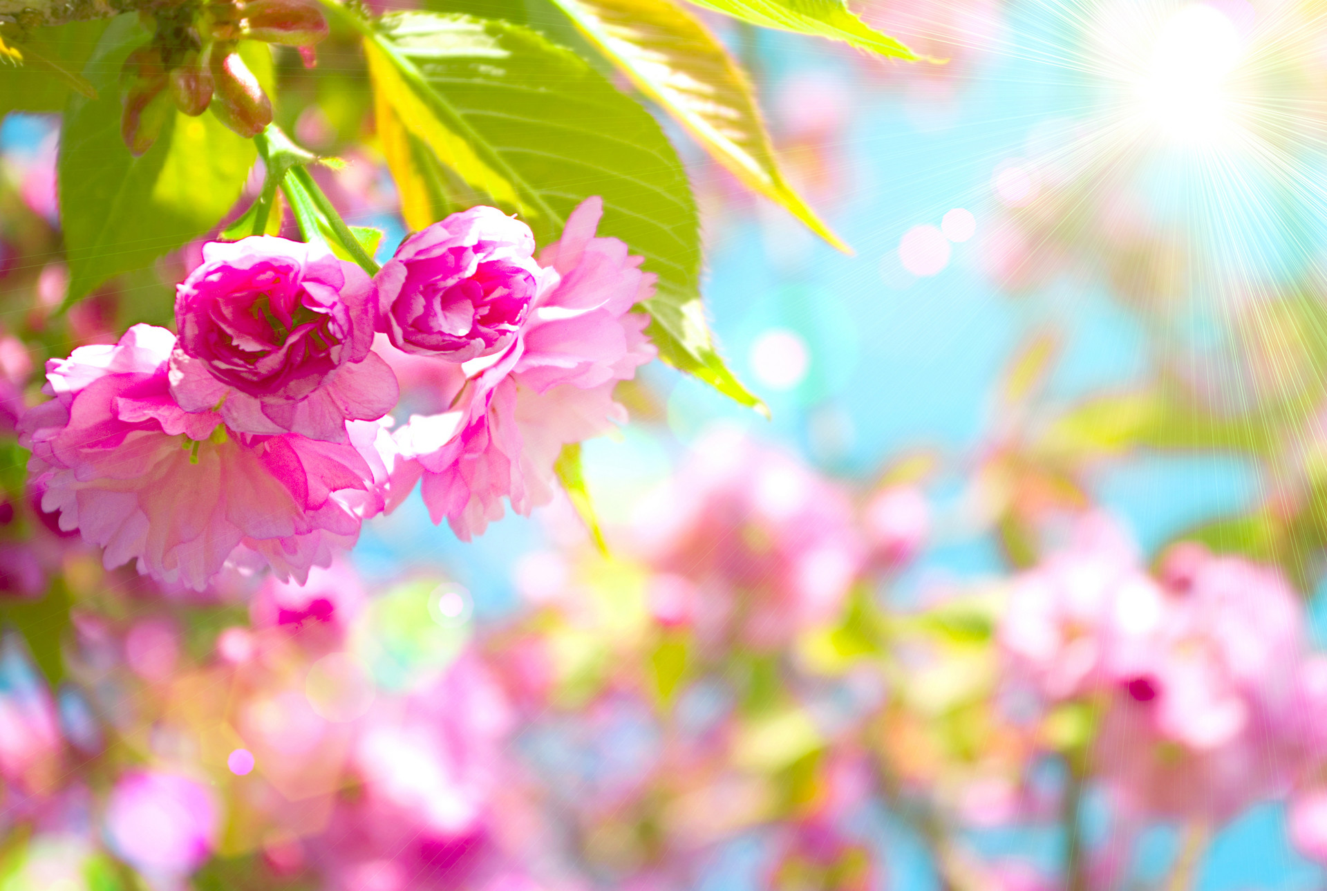 50 Free Spring Wallpaper HD for Desktop Web Design Burn