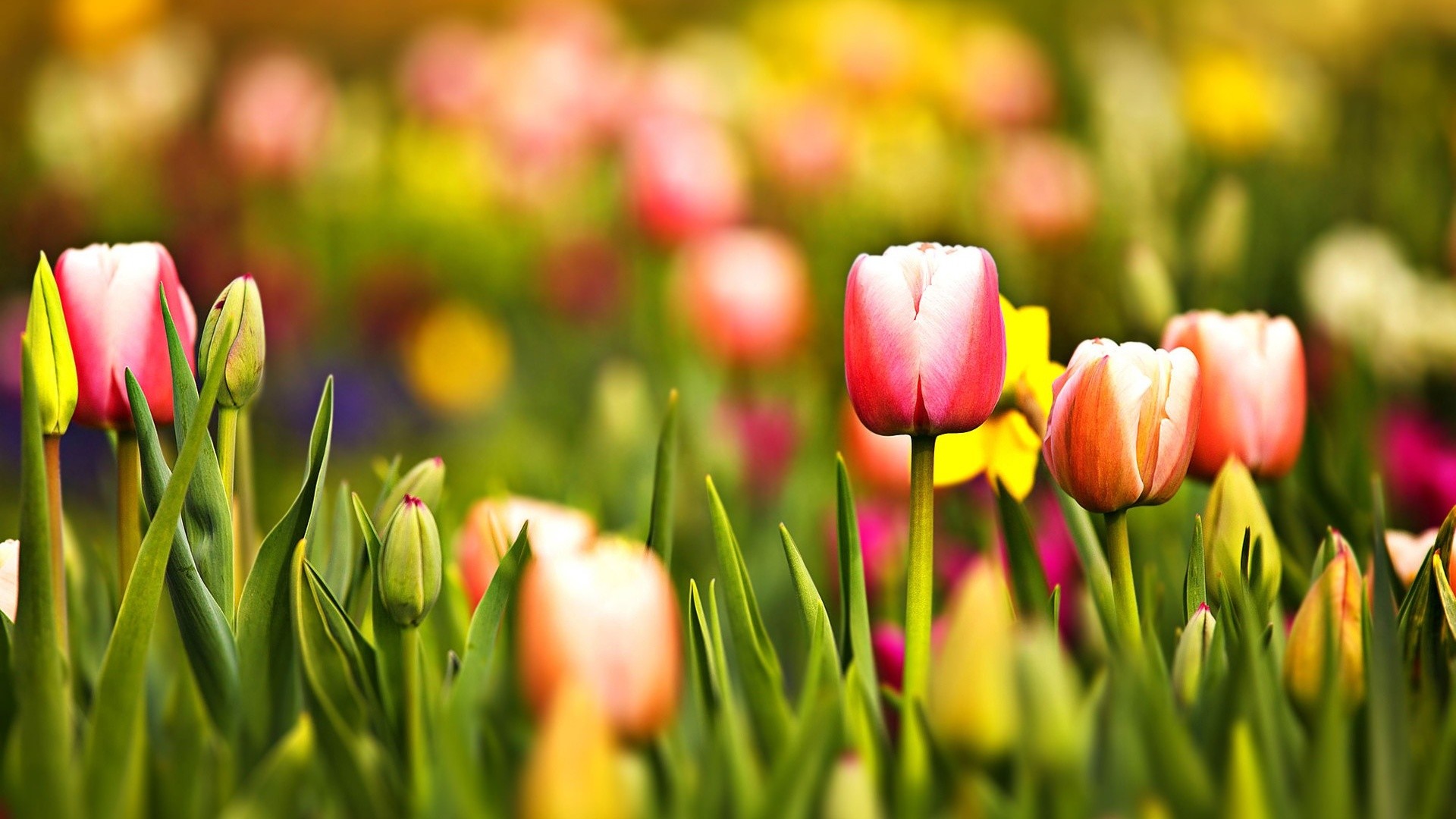 Free Desktop Wallpapers Tulips Wallpapers Wide Tulips HDQ