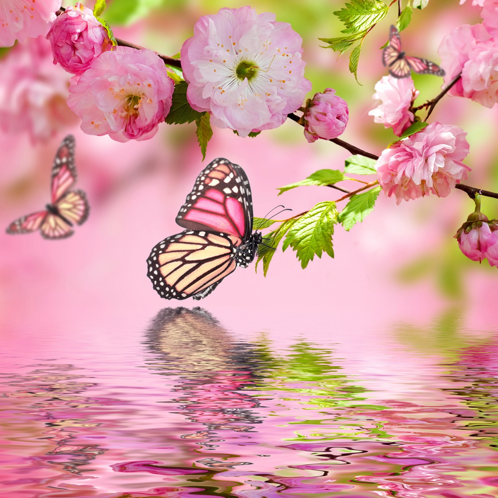 Spring Blosson with Butterfly. Tap for more Dreams of Spring Wallpapers for iPhone Android