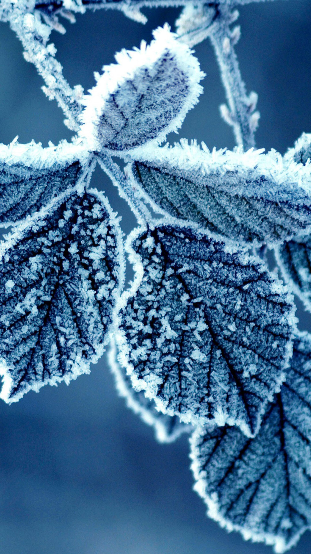 Cold Winter Morning Frosted LeavesiPhone 6S Plus Wallpaper