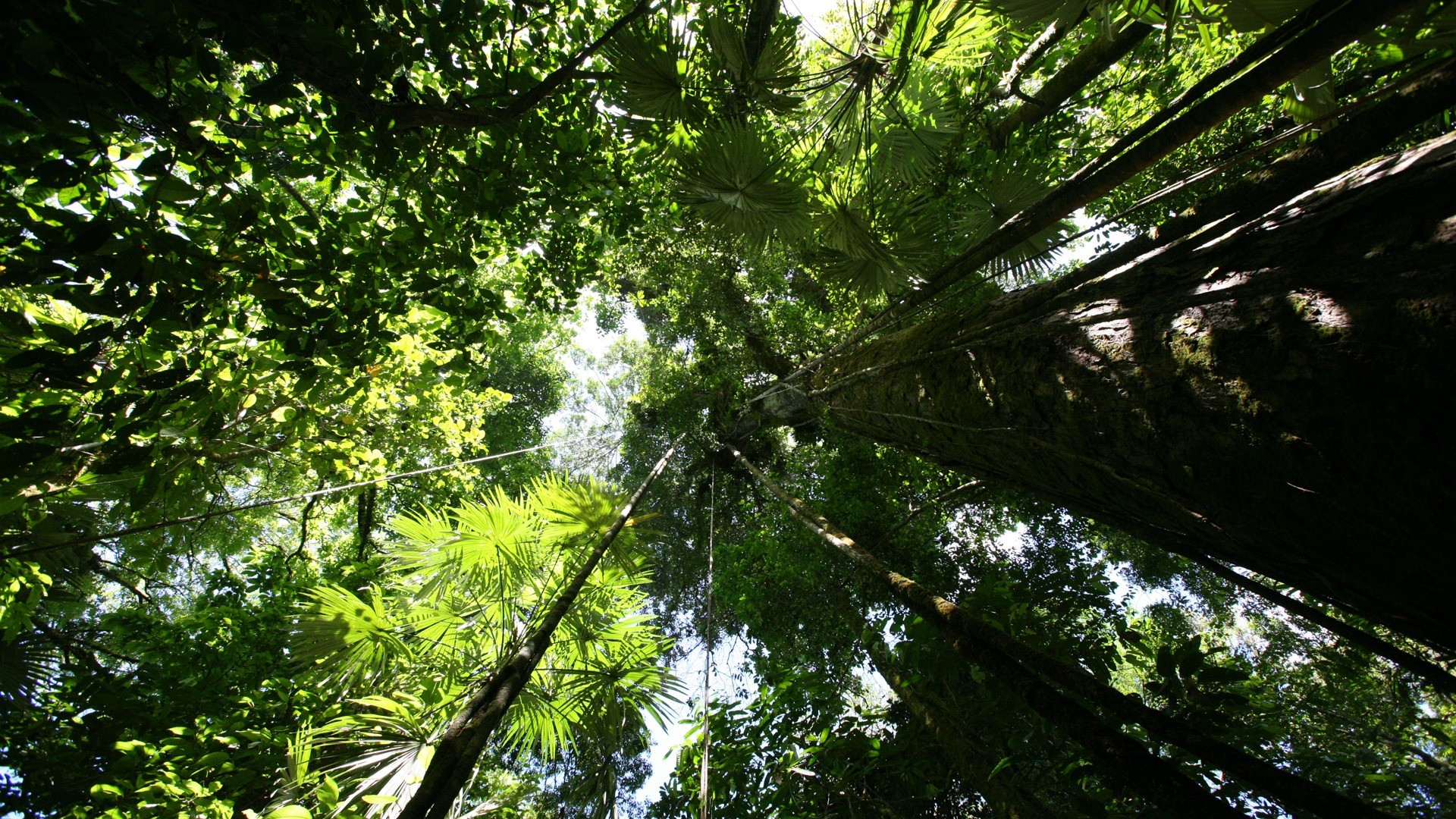 Rainforest canopy Wallpaper Plants Nature Wallpapers