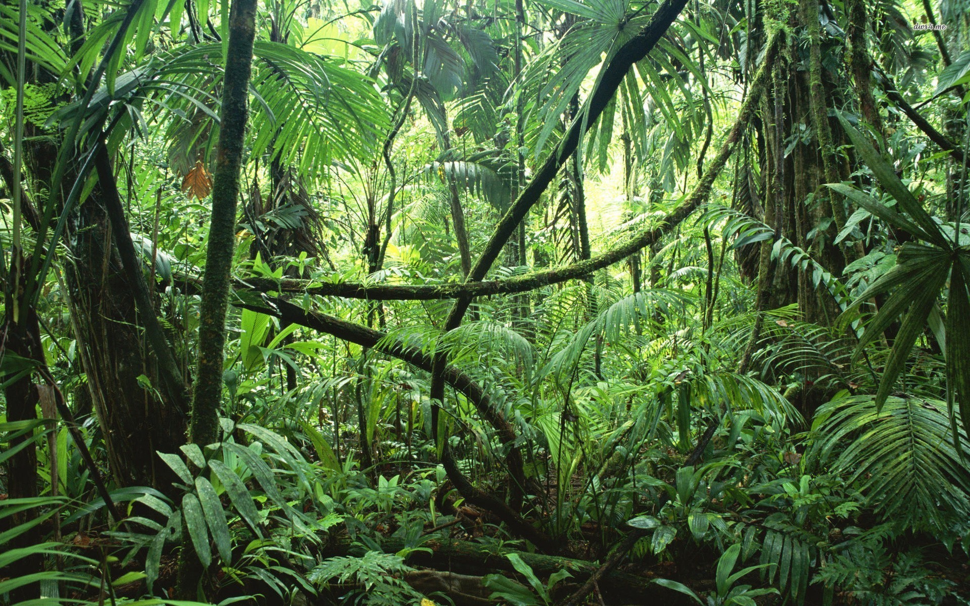 Jungle rainforest