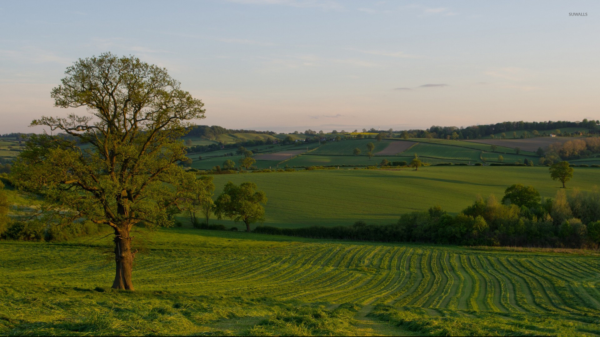 Summer sunset over the green field wallpaper