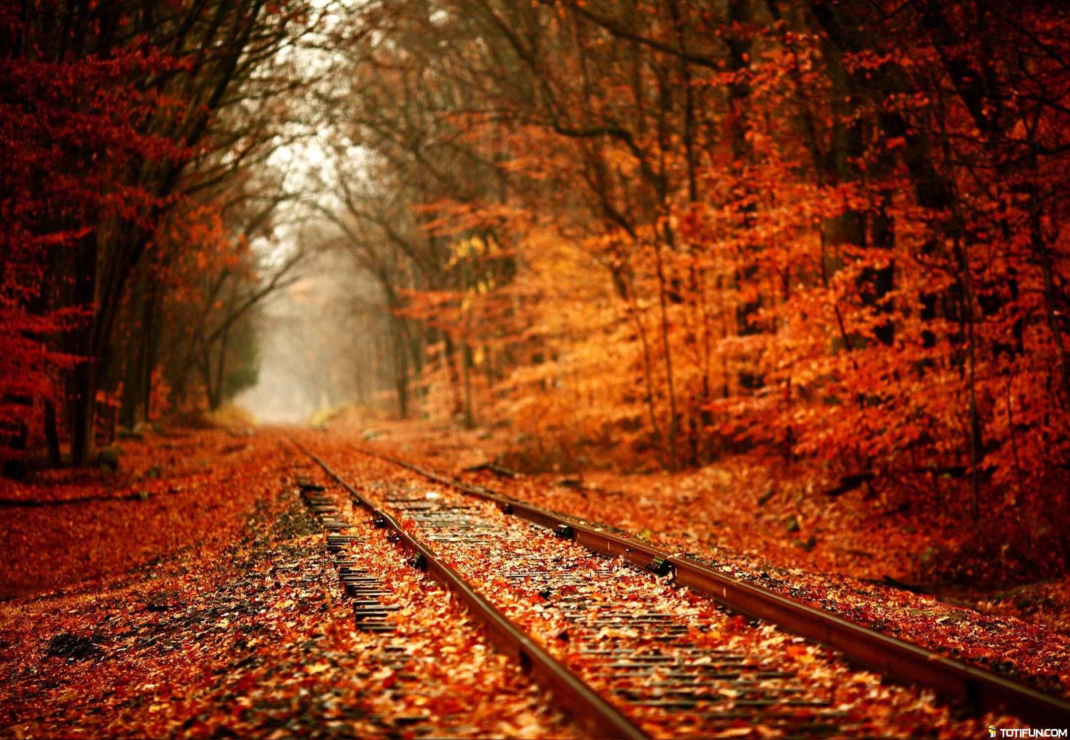 Autumn HD Wallpapers #TotiFun #Wallpapers #HDWallpapers #Autumn