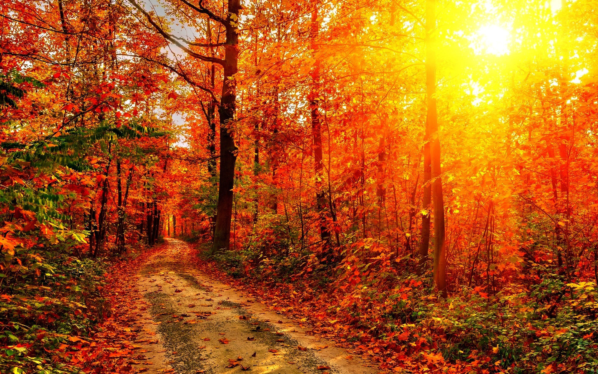 Autumn HD Widescreen Wallpaper /