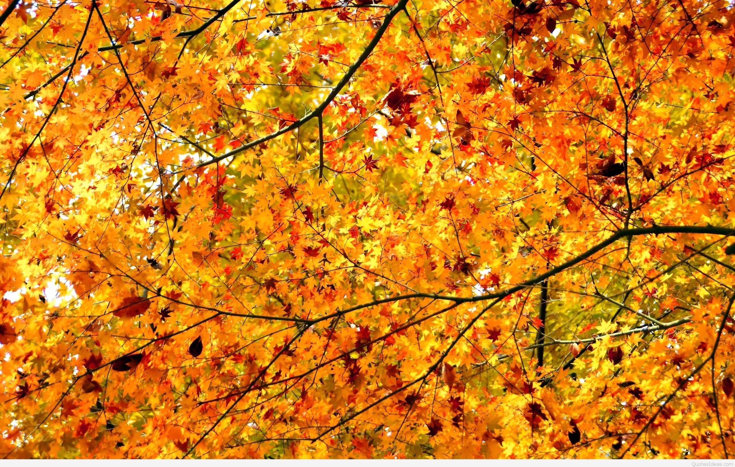 Autumn leaves hd wallpaper