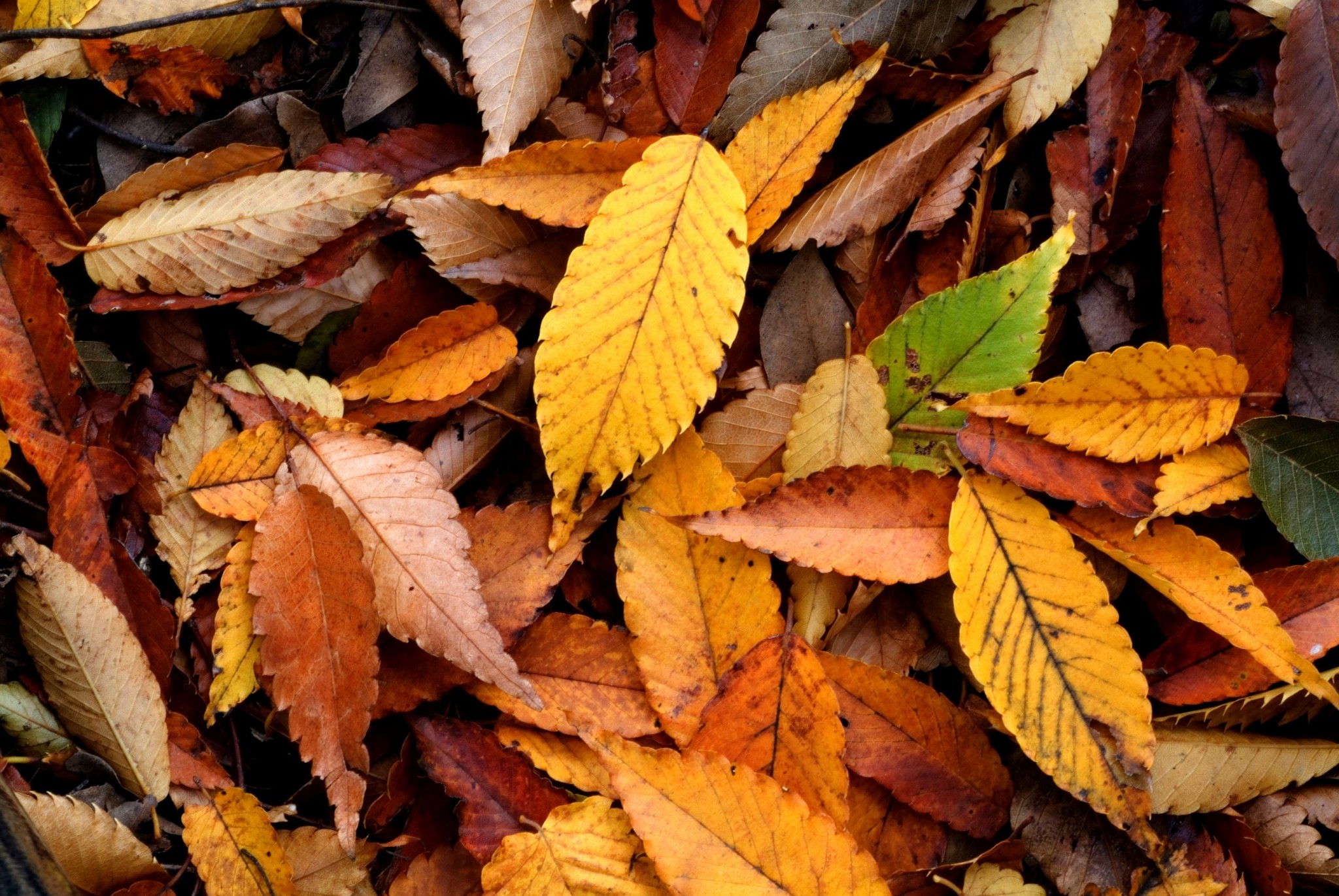 Autumn hd widescreen wallpapers