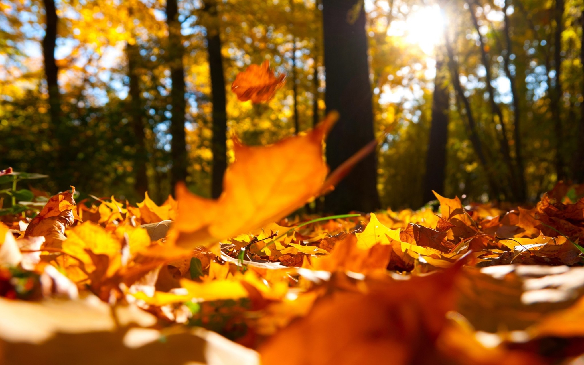 Autumn hd widescreen wallpapers for laptop