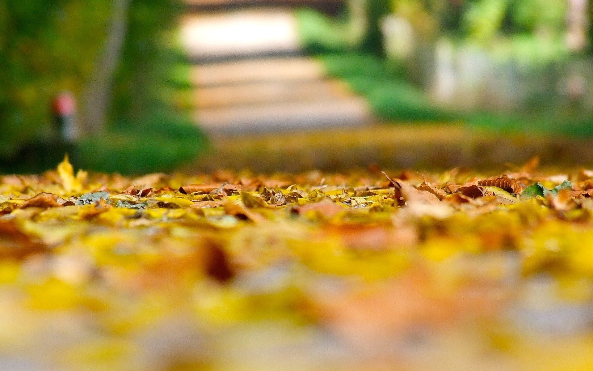 close up autumn yellow leaves leaves leaves leaves land blur blur  background macro leaves autumn autumn