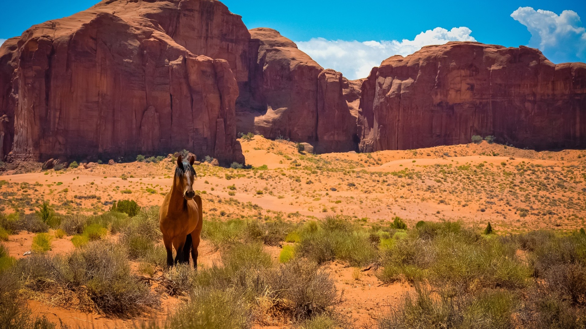 Preview wallpaper horse, usa, arizona, monument valley, desert, wild west  1920×1080