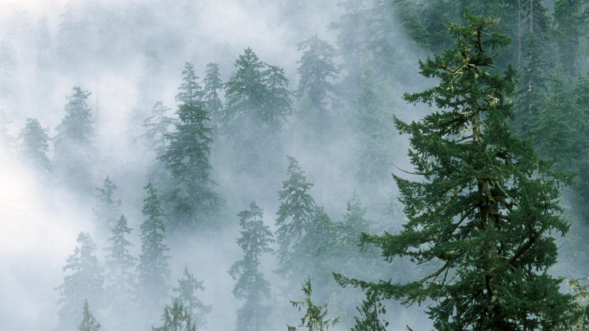 Foggy Forest Mountains Tree