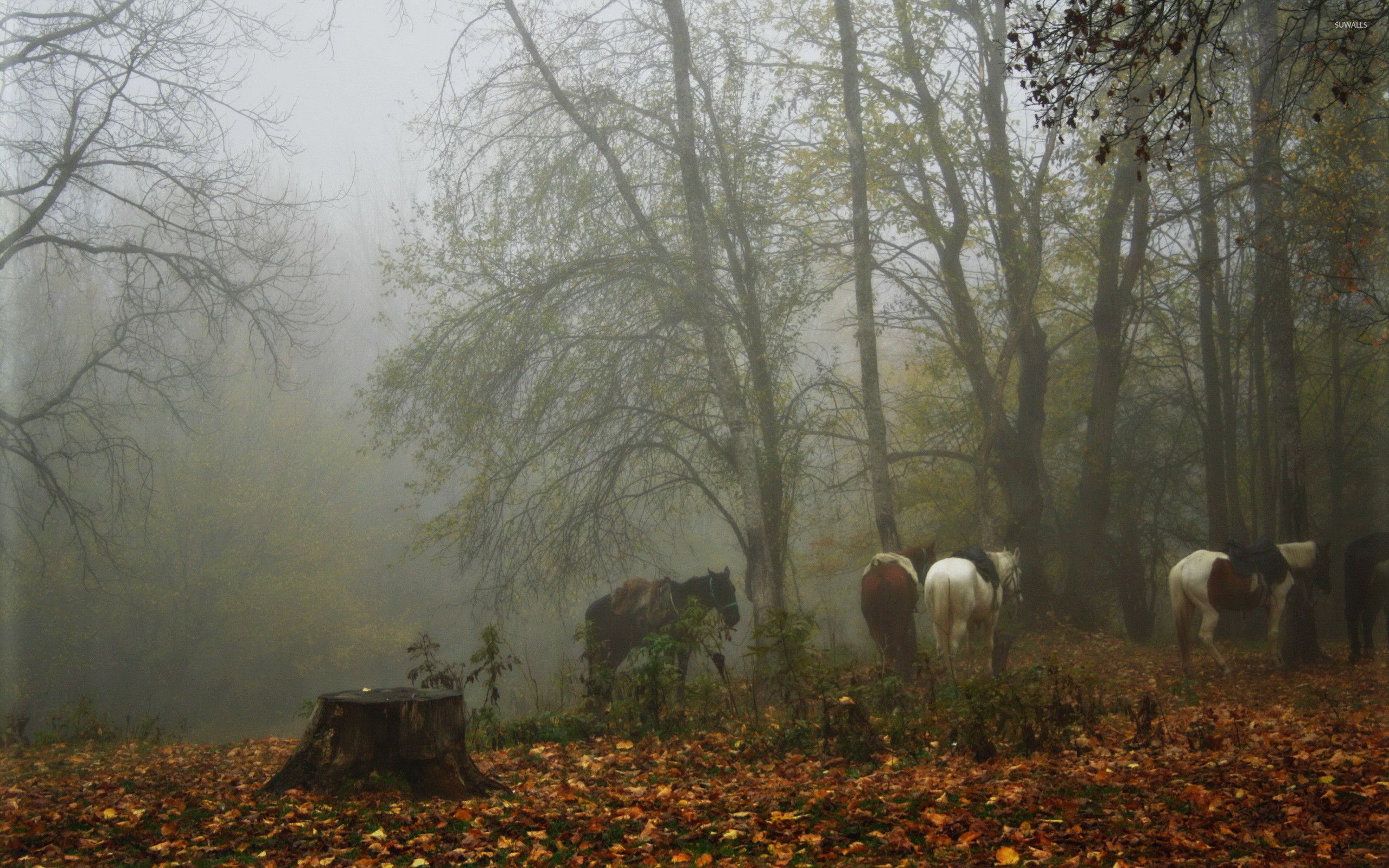 Horses in a foggy forest wallpaper
