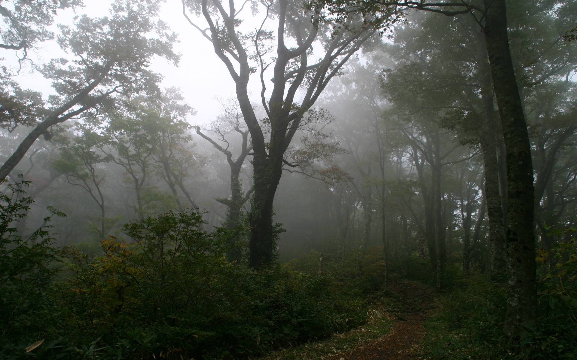 Foggy Forest Wallpaper Landscape Nature Wallpapers