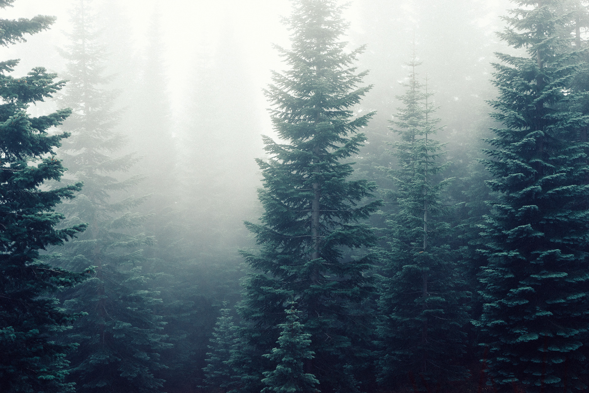 Free stock photo of forest, trees, fog, foggy