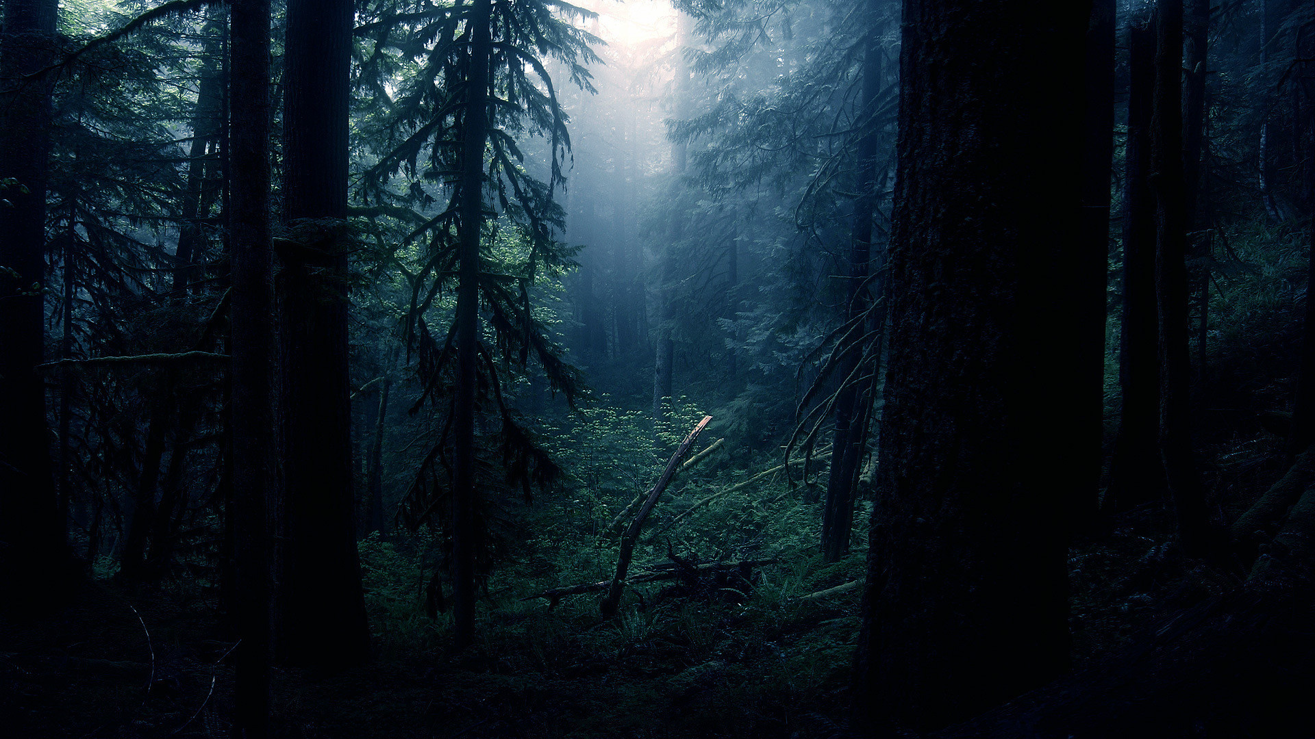 Dark Forest Wallpapers Images