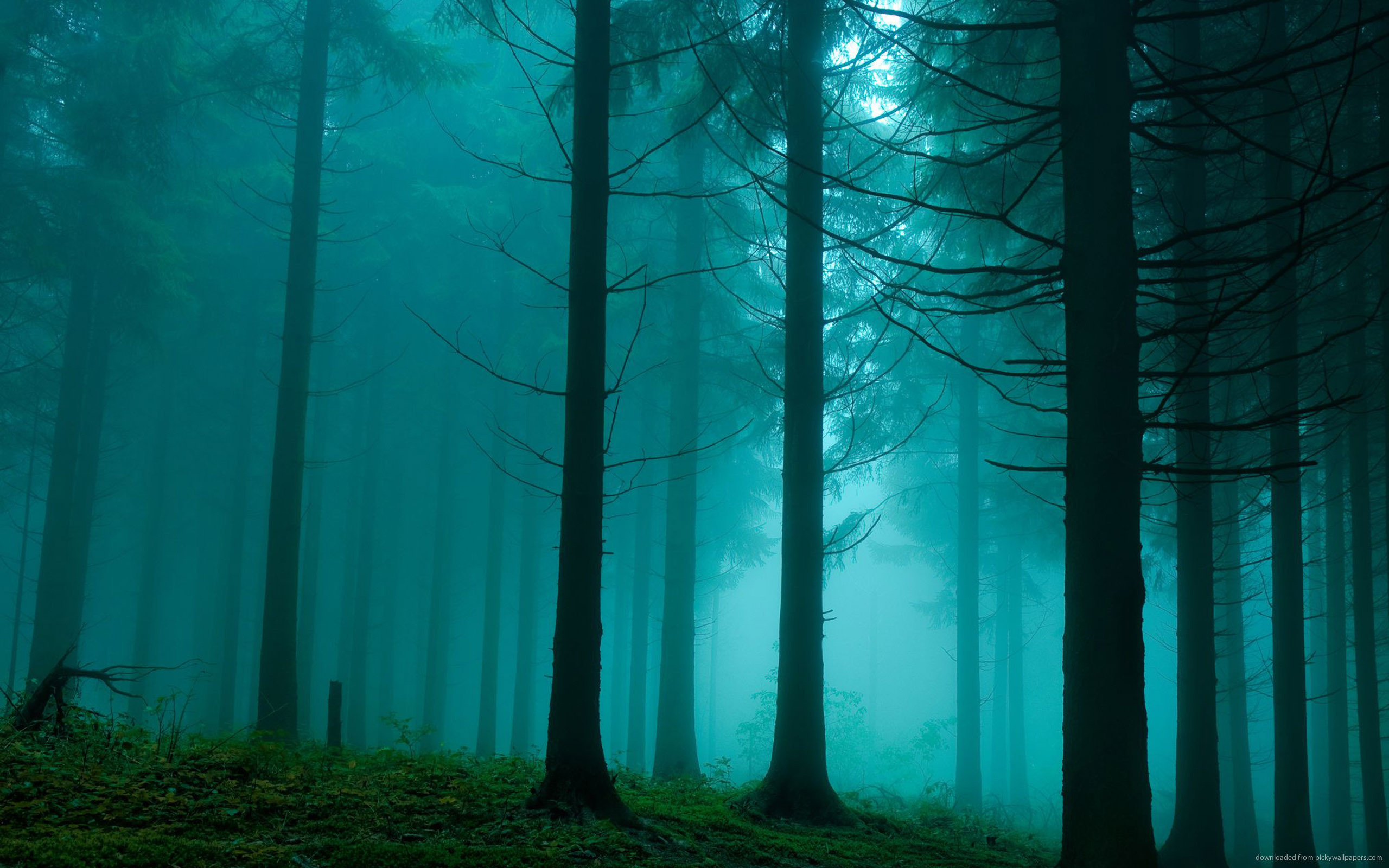 Forest In The Mist for 2560×1600