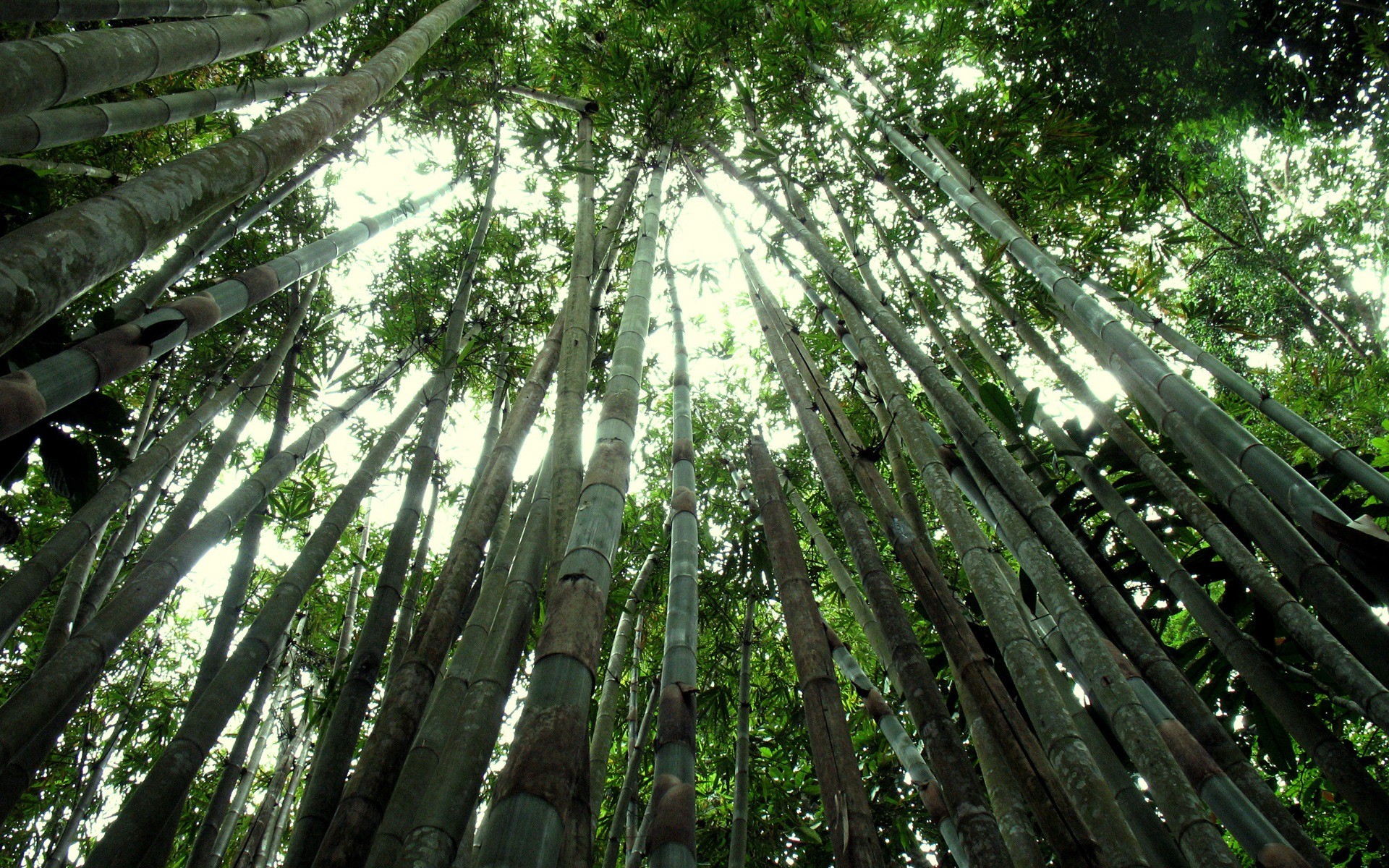 Bamboo Forest Wallpaper Landscape Nature