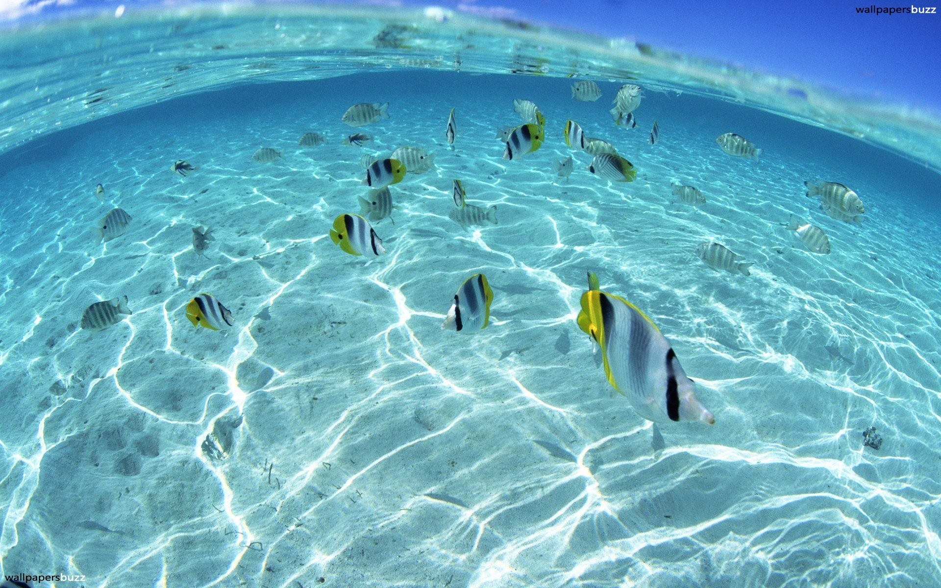 Underwater World of Hawaii HD wallpaper