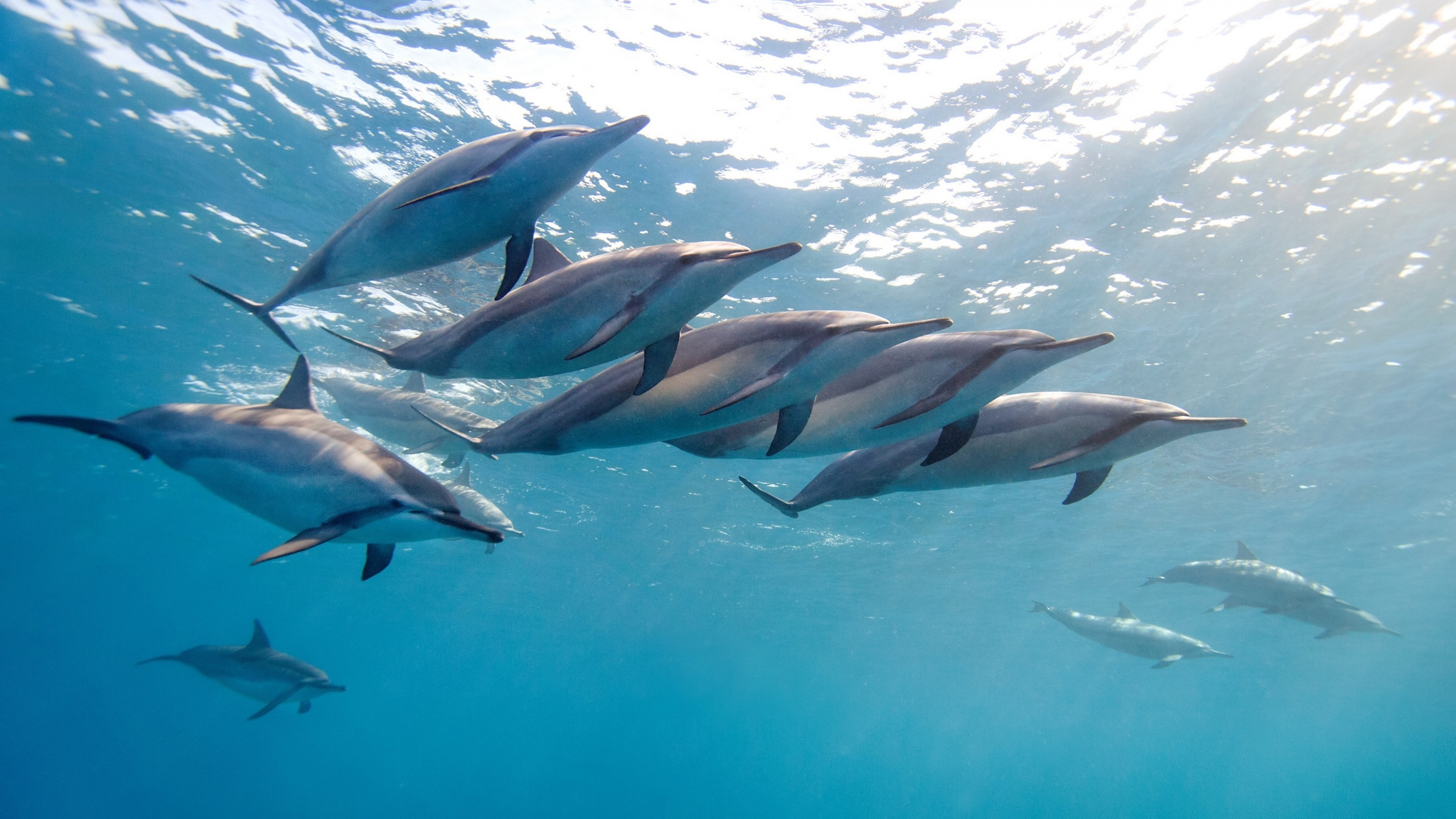 Wallpaper dolphin, tropical dolphin, hawaii, ocean, water, flock