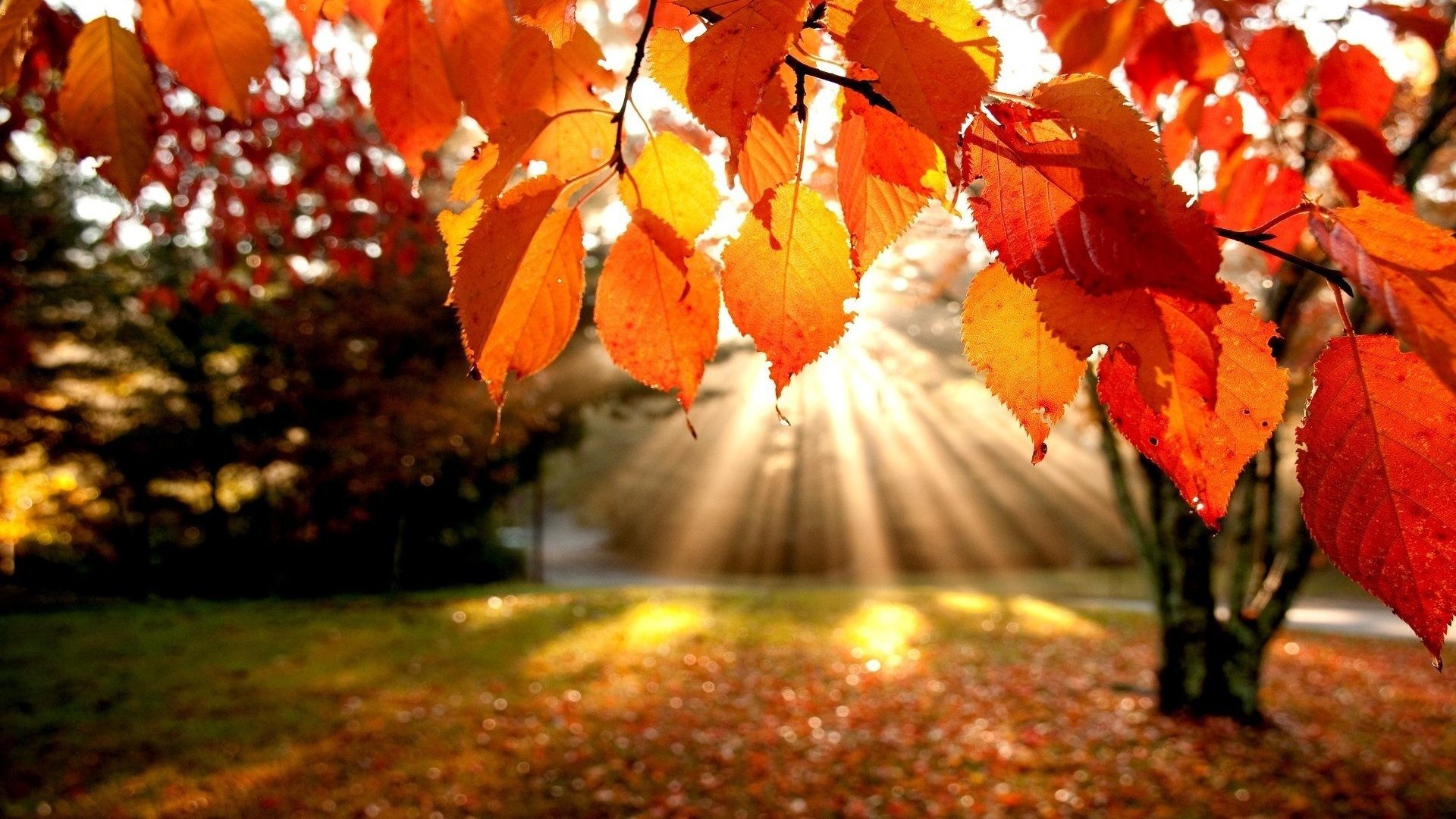 Image: Fall Leaves Desktop Wallpaper