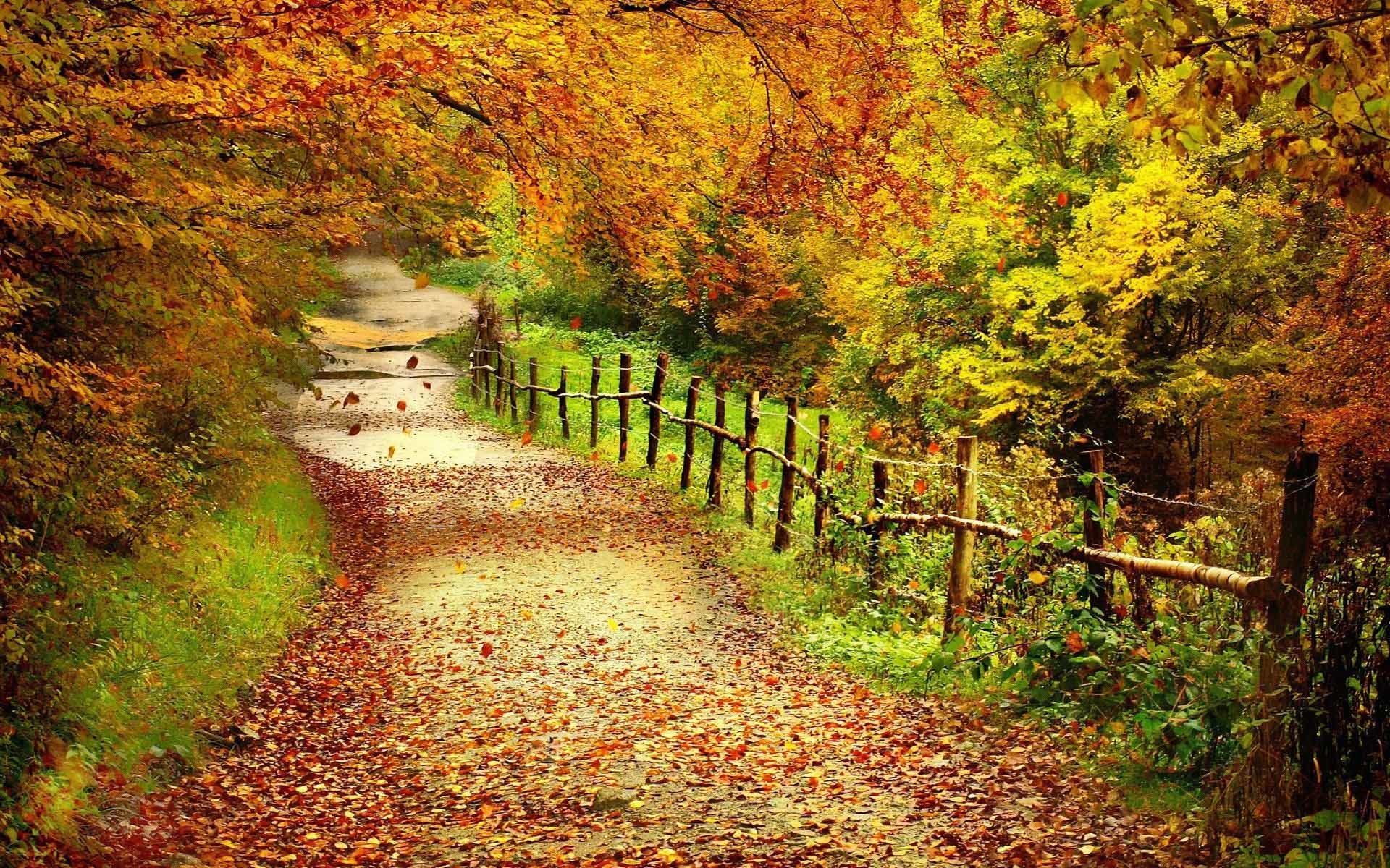 HD Fall Foliage Wallpaper