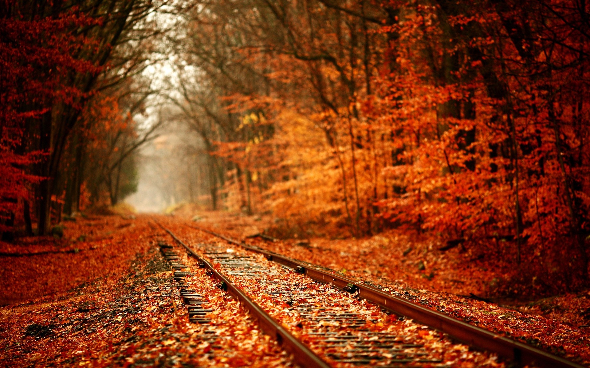 Fall Backgrounds Wallpaper