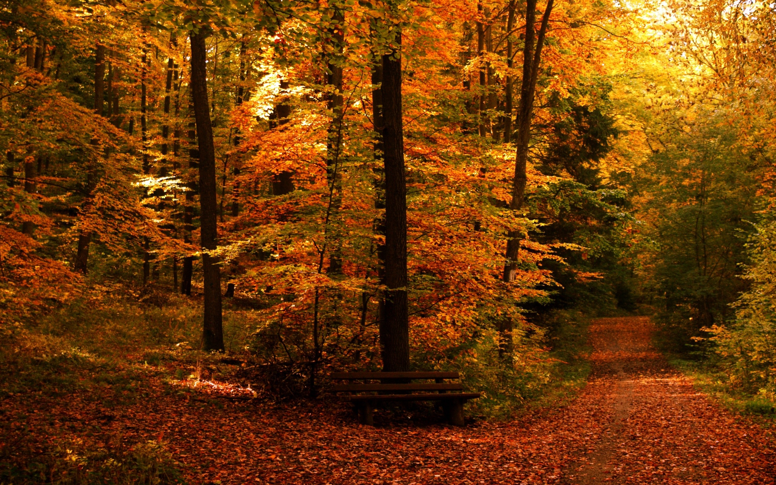 Free desktop wallpaper fall – www.wallpapers in hd.com