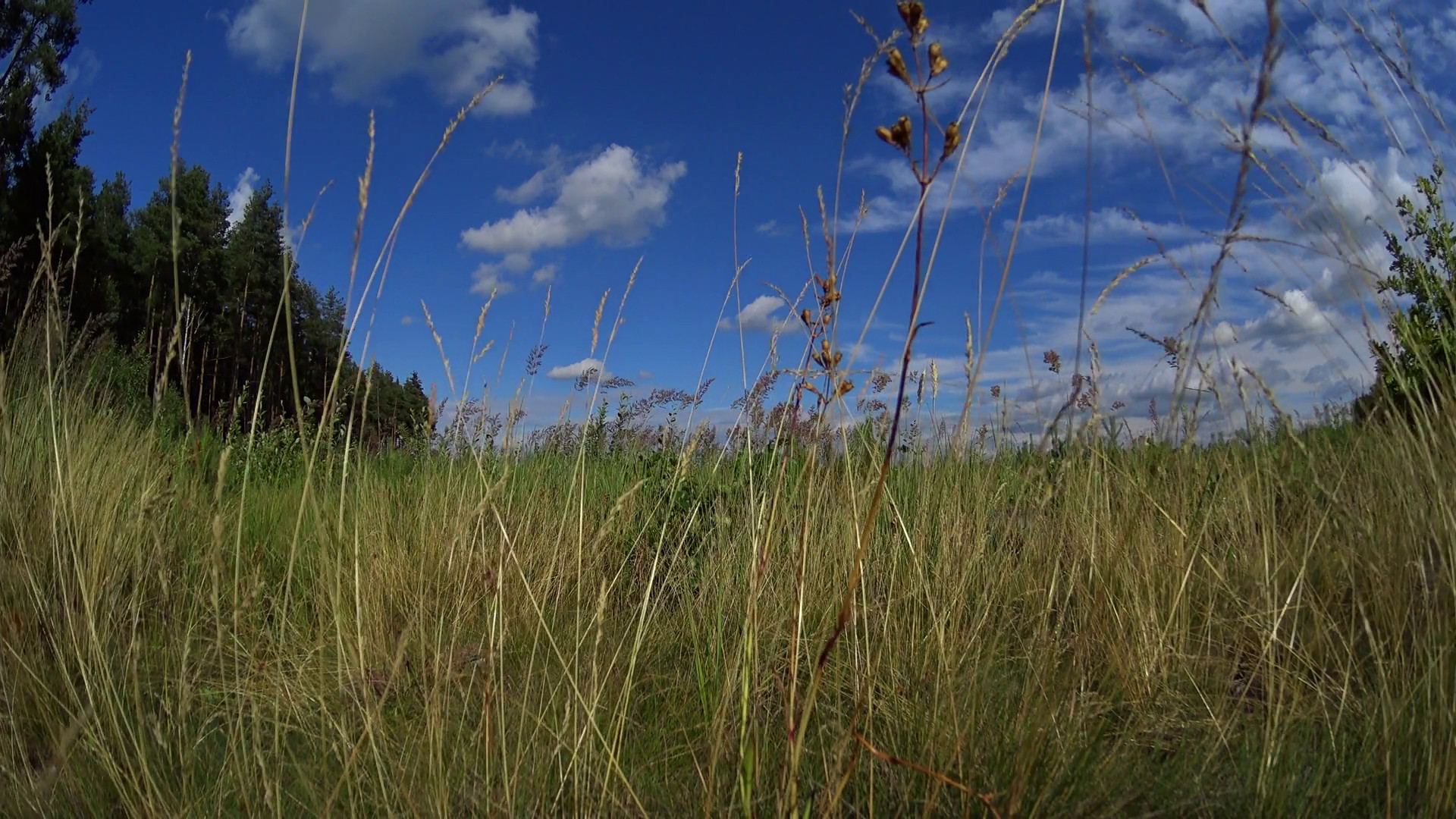 Wallpaper background summer sunny meadow, tall grass, blue sky in clouds Stock Video Footage – VideoBlocks