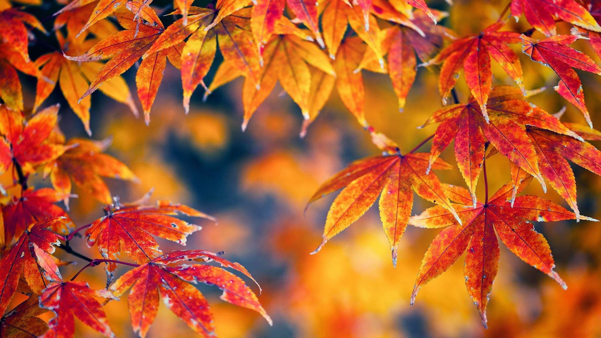 Nature Autumn Leaves Fall Color Macro Seasons Trees Hd Wallpaper Download Free – 1920×1200