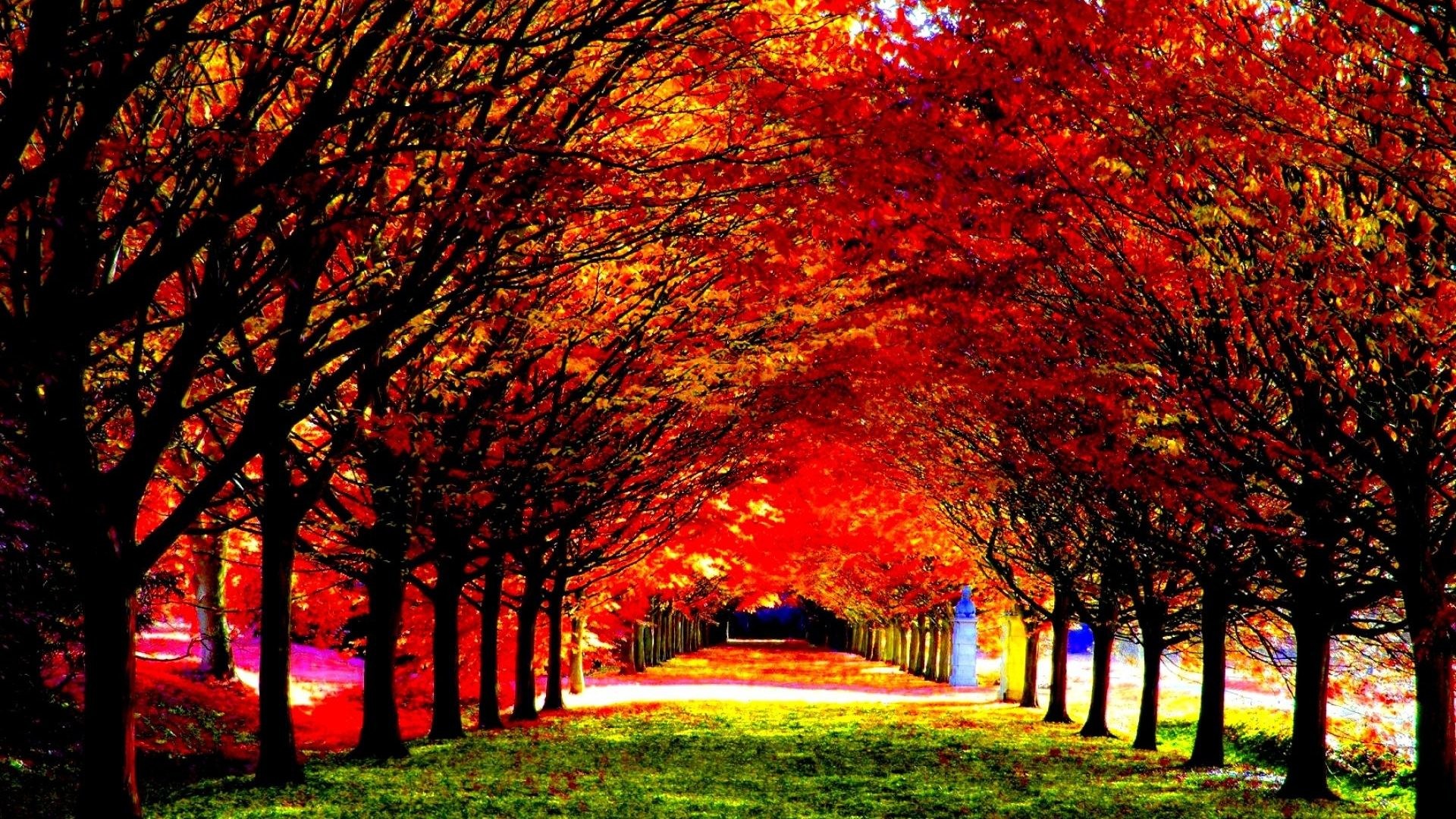 Leaves Tag – Leaf Tree Season Landscape Seasons Leaves Color Fall Autumn  Forest Nature Beautiful Wallpapers