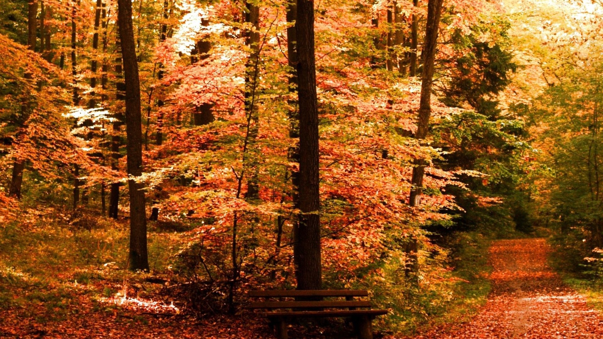 Nature Season Landscape Leaf Autumn Seasons Leaves Forest Color Fall Tree Free Desktop Photos Of – 1920×1440