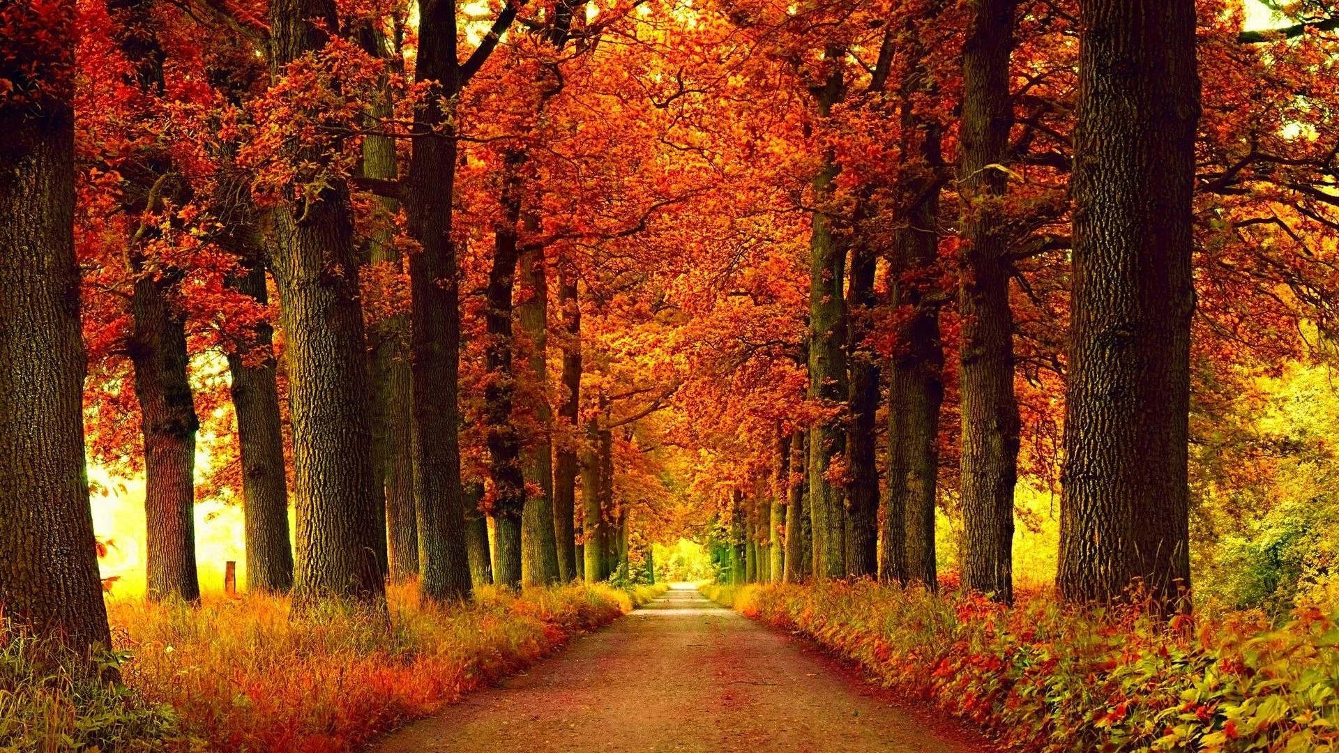 Forest Season Fall Nature Leaf Tree Autumn Seasons Leaves Landscape Color Wallpapers 3d – 1920×1200
