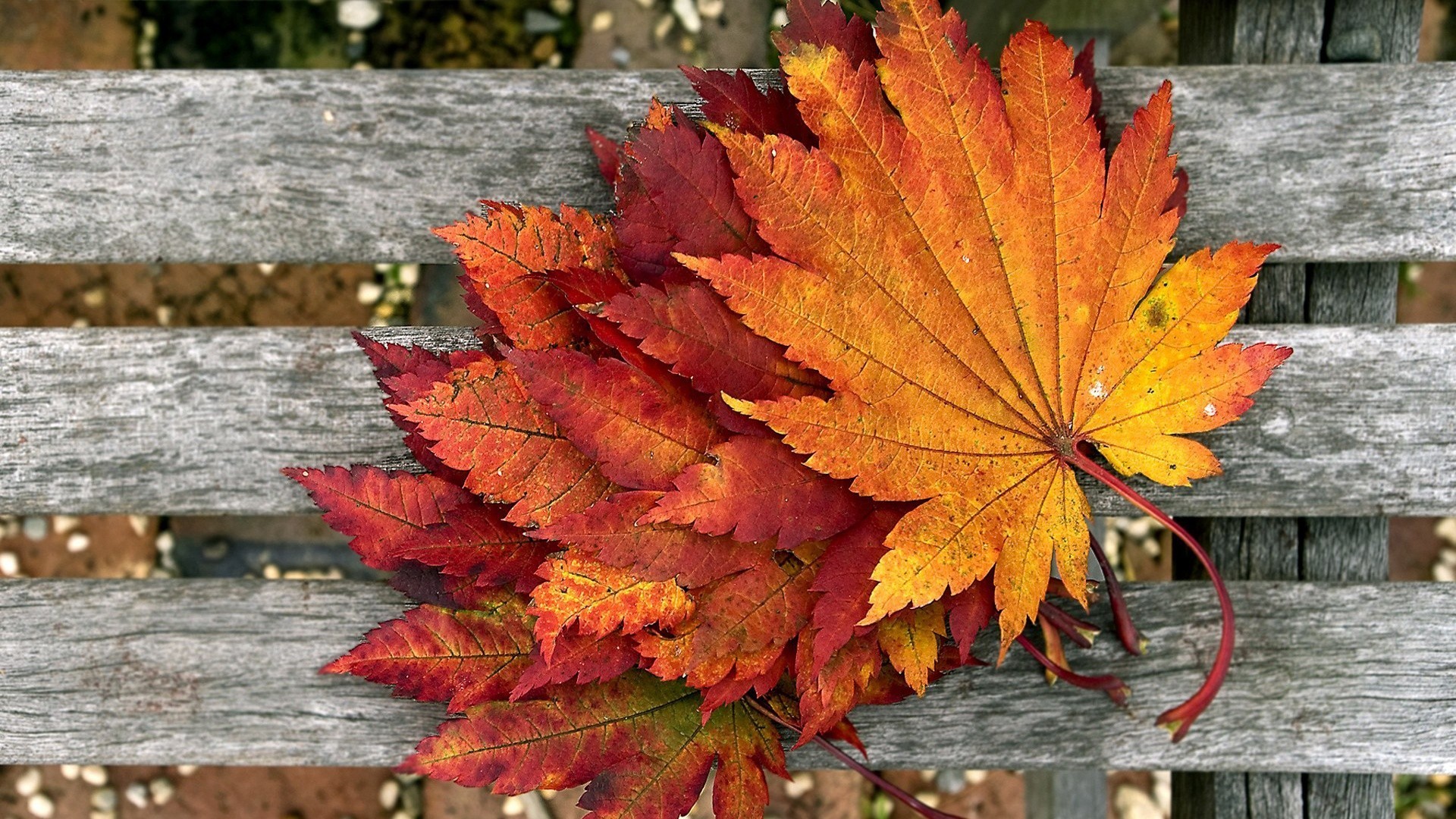 Fall Color Autumn Wallpapers Of Nature For Desktop Background Detail