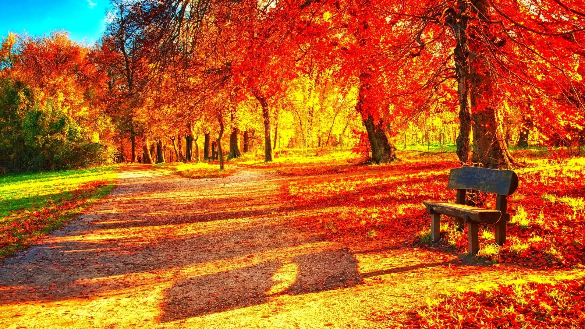 Fall Tag – Tree Landscape Autumn Season Nature Fall Forest Color Hd Beautiful Scenery Download for