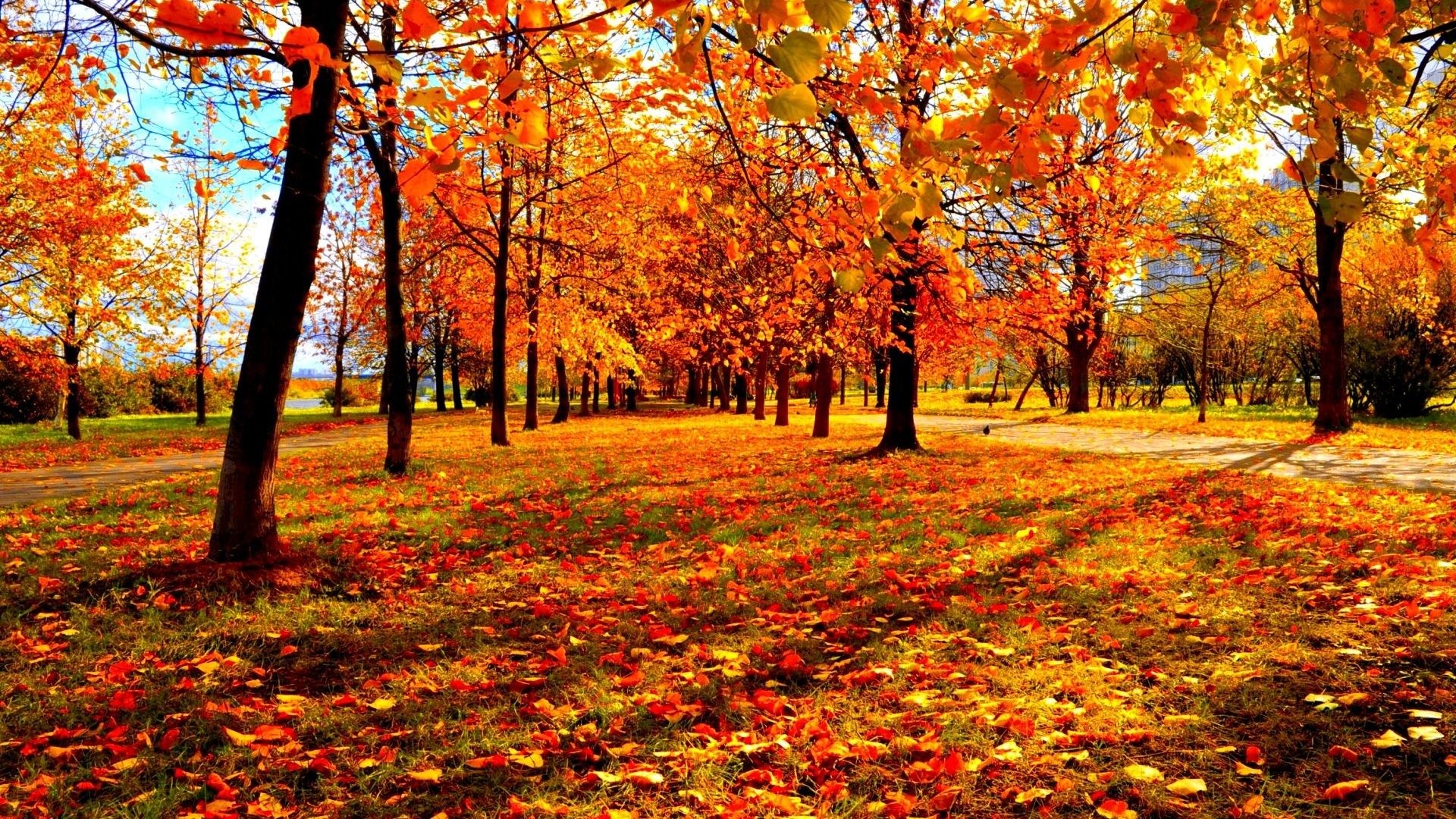 Leaf Tag – Leaves Leaf Fall Seasons Tree Autumn Nature Forest Color Season Landscape 3d Wallpaper
