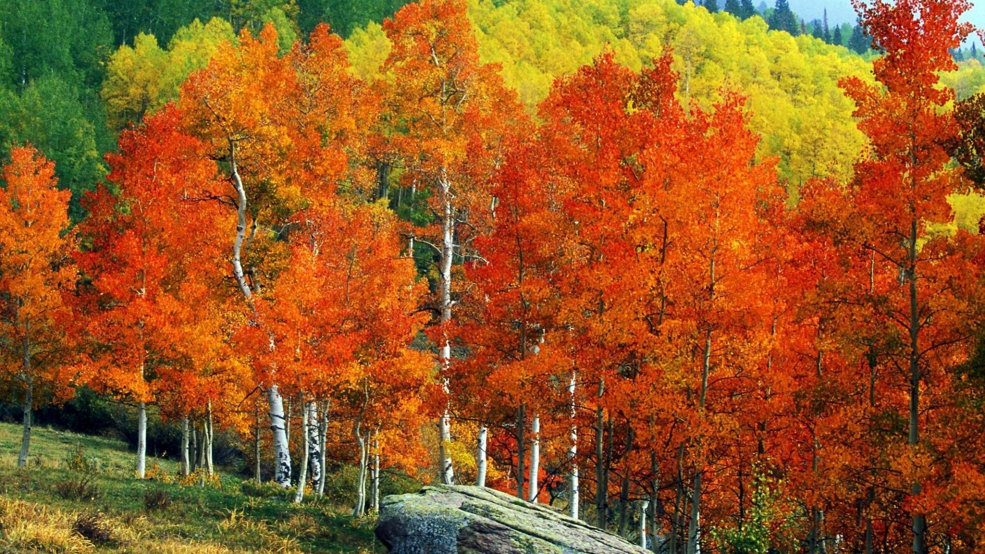 Other – Fall Mountains Trees Aspens Autumn Street Landscape Owl Pass Colorado Colors Creek Desktop Background