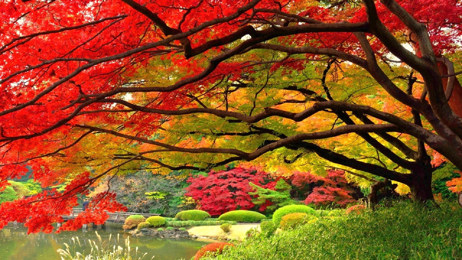 #DD4422 Color – Nature Leaves Photography Japan Attractions Japanese Stunning Fall Colors Dreams Pre Beautiful