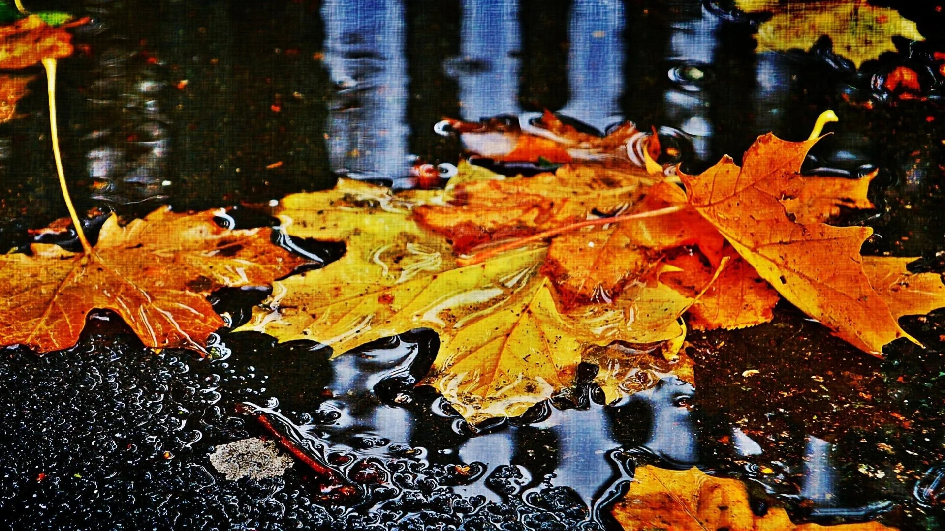 #BB2200 Color – Water Autumn Leaves Fallen Rain Colors Fall Picture for HD 16