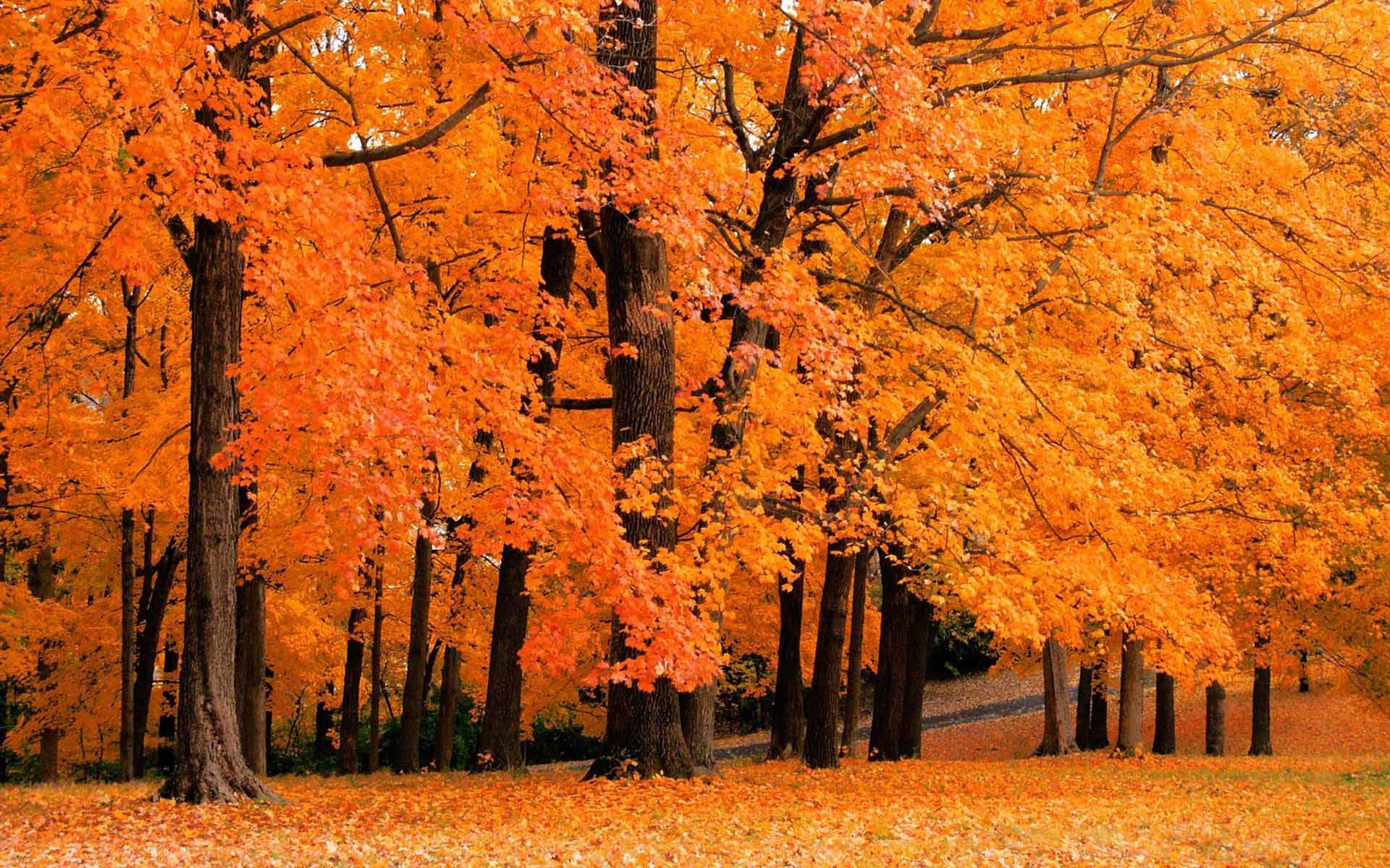 Fall Foliage Desktop Wallpaper #42312 Hd Wallpapers Background .