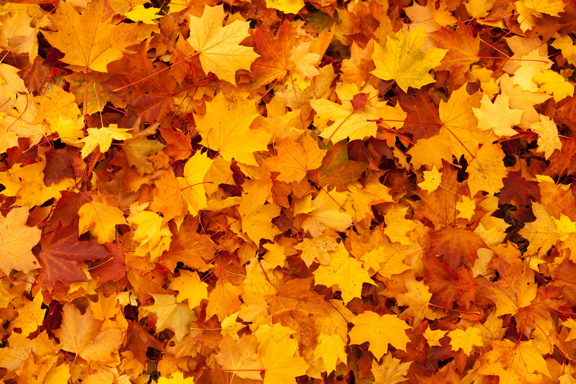 Maple Leaves Background Free Stock Photo HD – Public Domain Pictures