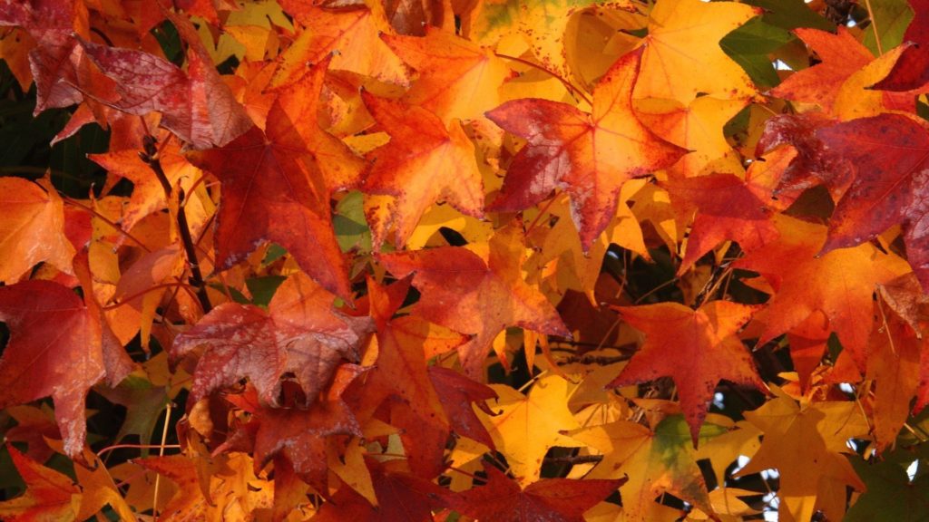 42+ Fall Colors Background