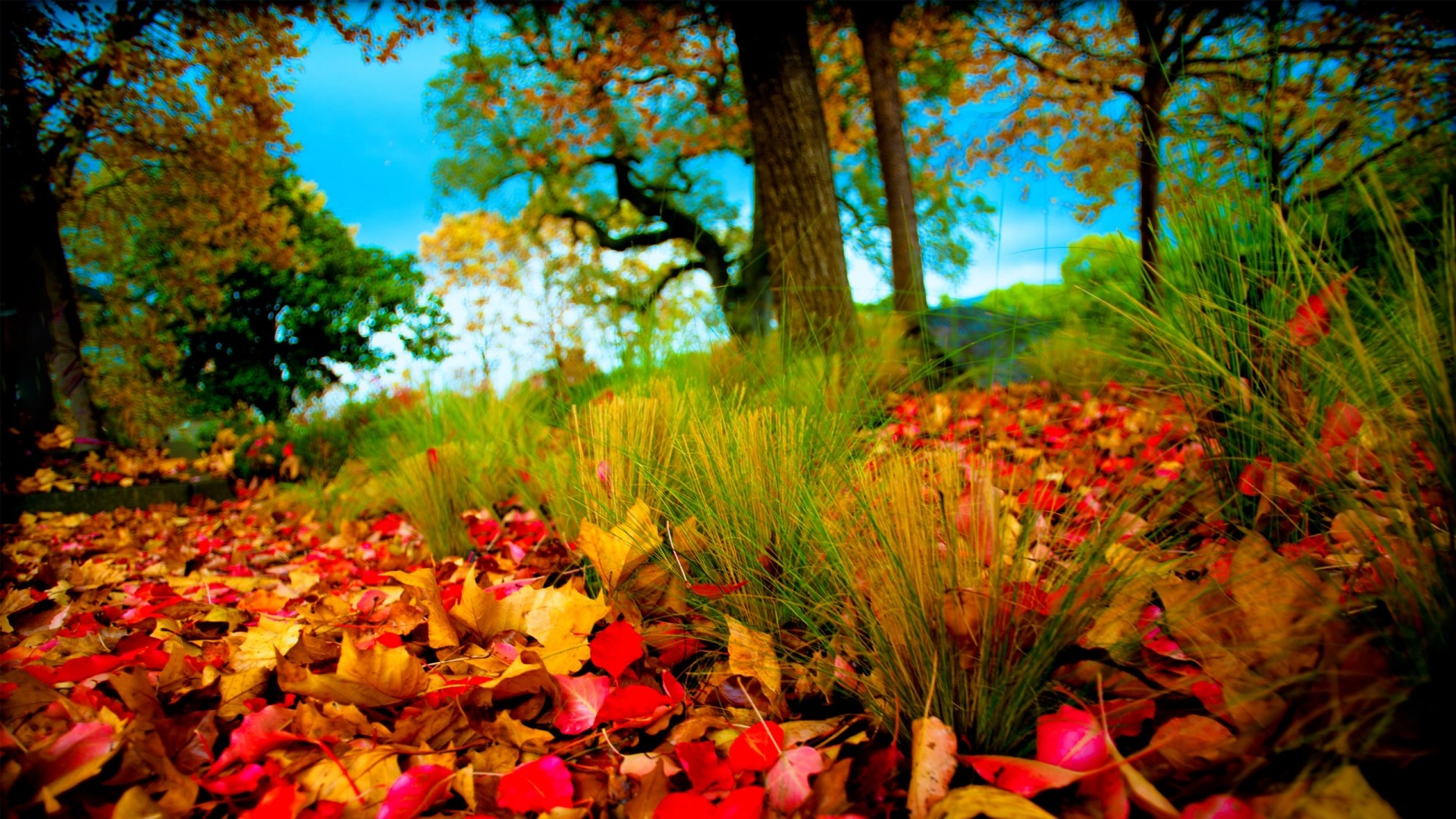 Fall leaves images hd wallpaper 1080p1 19201080 Wallpapers HD Pinterest Hd wallpaper and Wallpaper