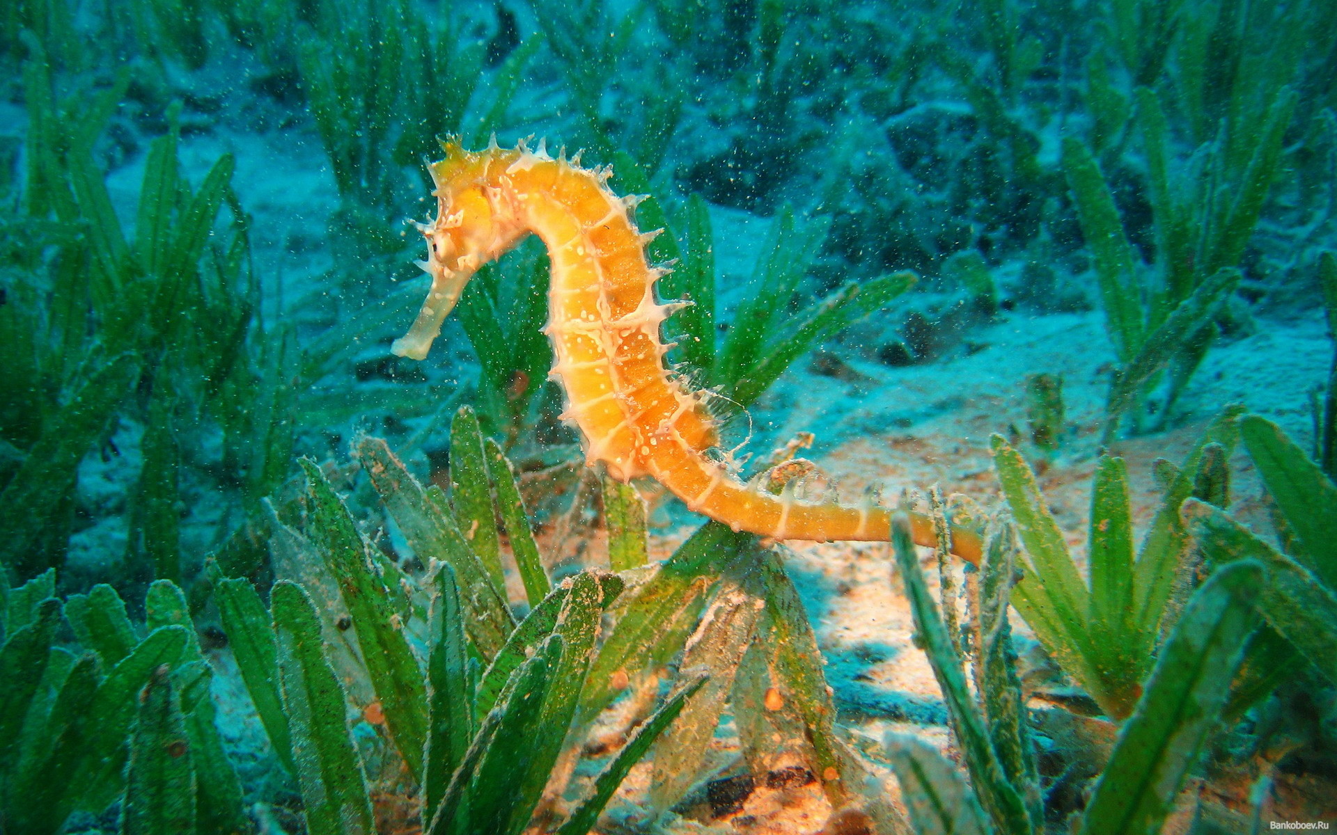 Seahorse animals fishes sea life ocean underwater plants aquarium color fins wallpaper 26686 WallpaperUP