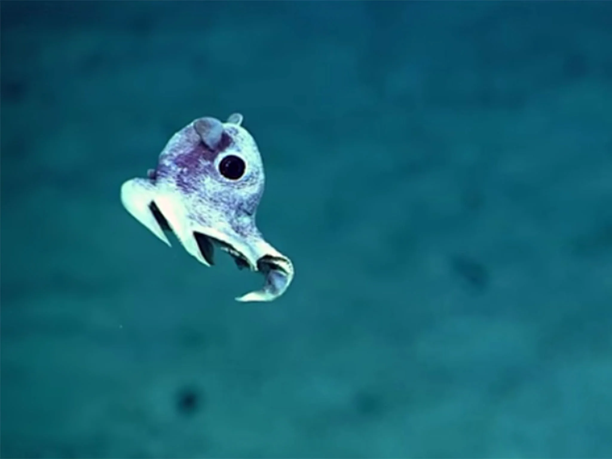 Incredible images of undiscovered deep sea creatures released after Puerto  Rico ocean floor expedition – video | The Independent