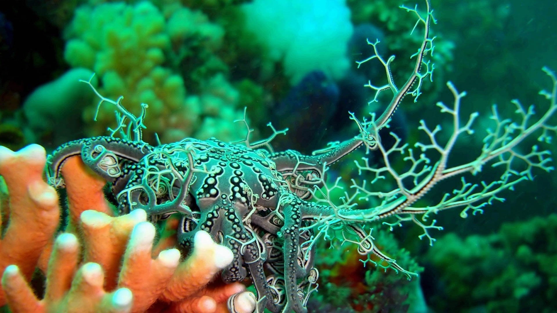 Fishes – Art Sea Octopus Ocean Artwork Sealife Underwater Fish Wallpapers  Desktop for HD 16: