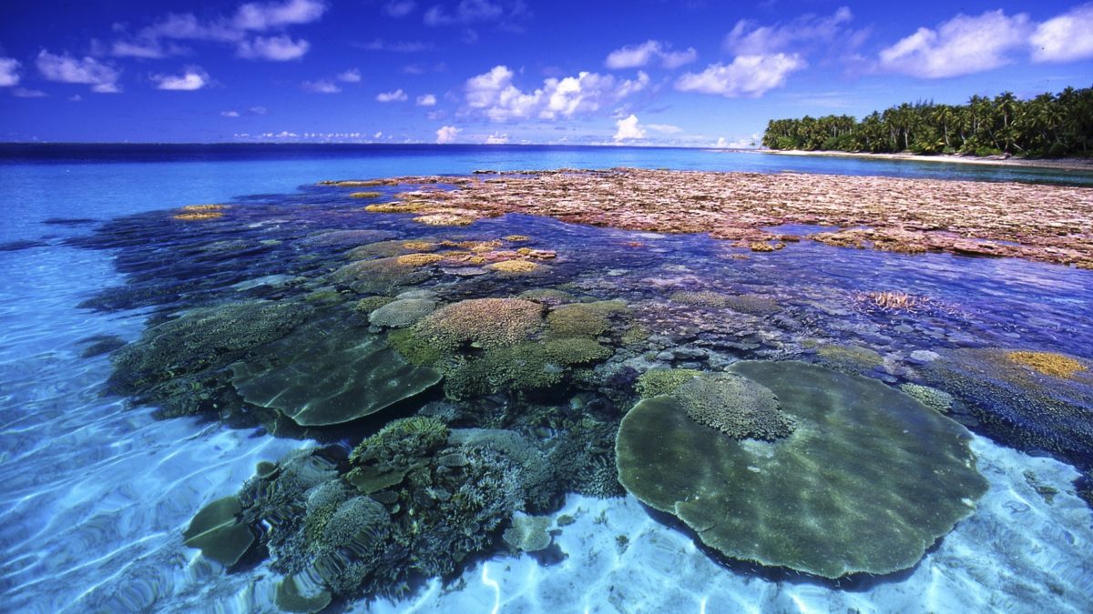 64+ Coral Reef Wallpaper HD