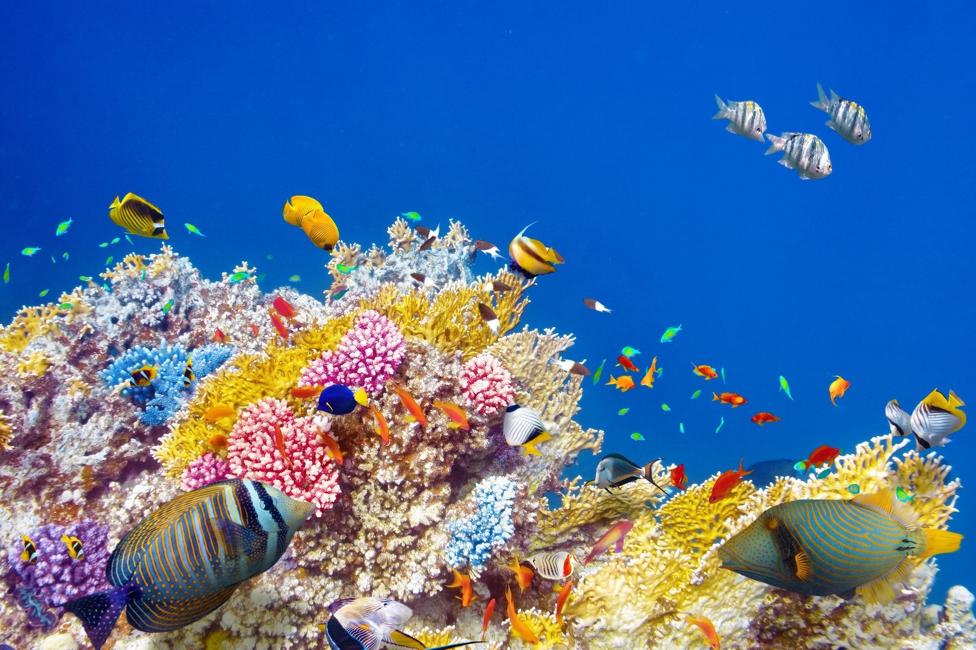 underwater world coral reef tropical fishes ocean underwater world fish  ocean coral reef
