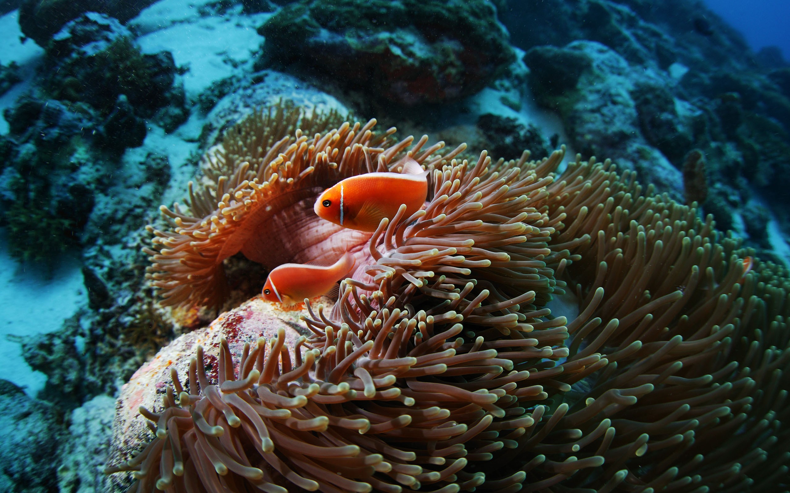 Fish sea anemones underwater coral reef wallpaper